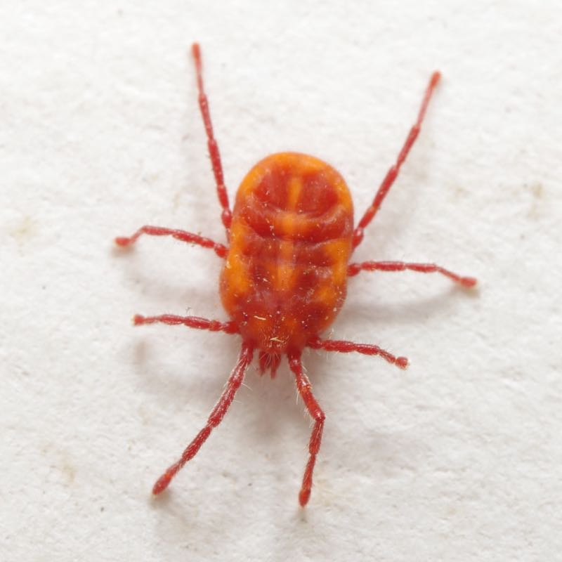 mite4